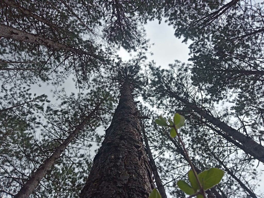 Visuel du spectacle "Feu la forêt"