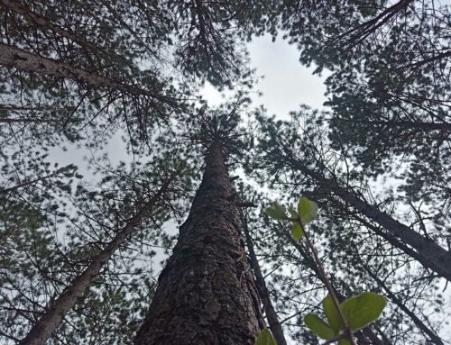 Regards croisés autour de la création “Feu la forêt”